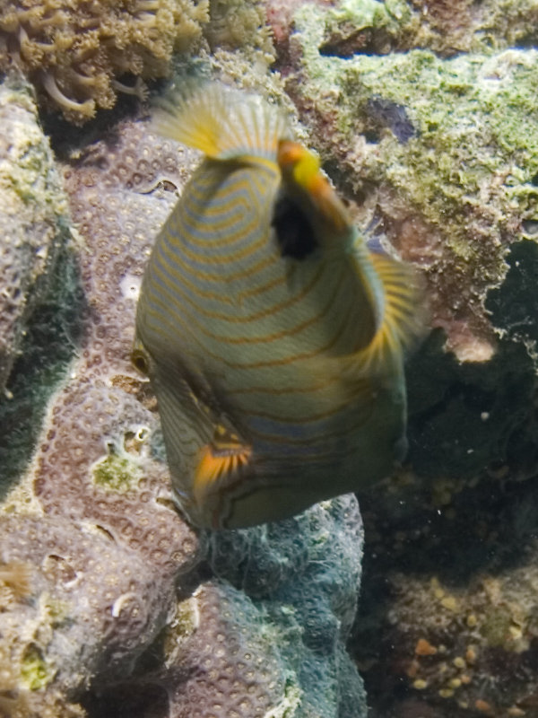 Sipadan, Trigger Fish